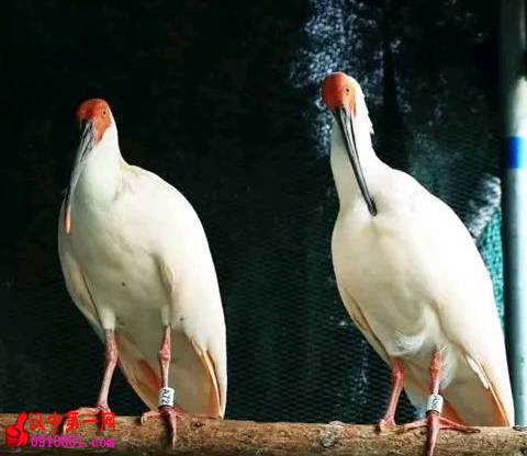 һqʹձ