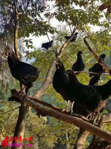 СڼձҲΪ