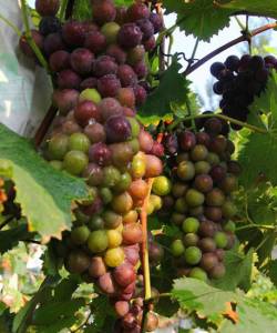 ������ũ�״�����԰����������