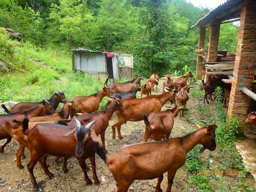 ��ǿ����Ұ����ļҺӴ嵳֧�����������