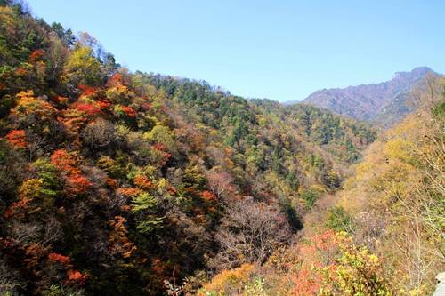 ����ƺ��Ҷ����ɫ ������׳���������ս��������