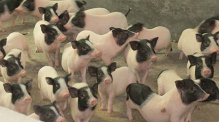  ��������������Ѭ�ƽ�������������ʳ