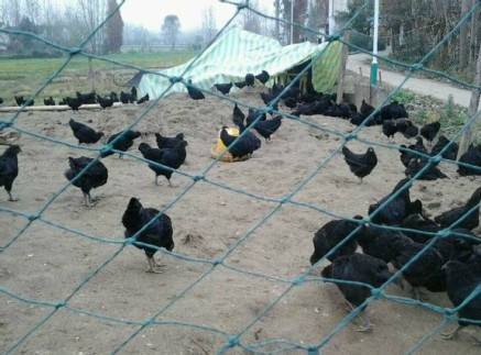 ����һũ�����ⲻ��  1000��ֻ�ڼ�����������ֻ�ڼ���