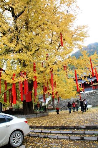 ��ƺ����μ�һ��������,ֲ�����Σ�����800����