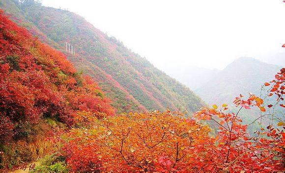 ��������ƺ˪Ҷ�����ɽ���