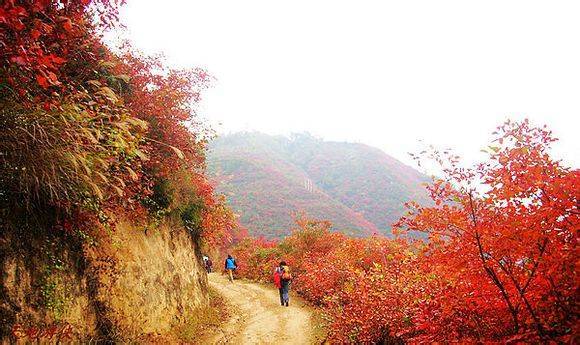 ��������ƺ˪Ҷ�����ɽ���