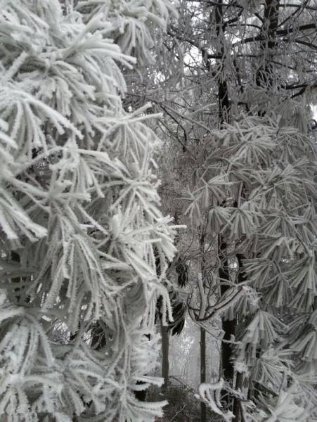 ���ܺ�ɽѩ�������̫���ˣ���ͼ������