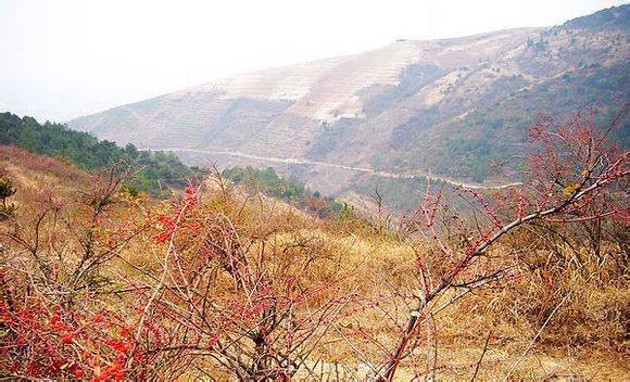 ����ѩ�л��ư��ӻ���ɽ��