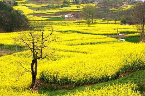 2014�����Ͳ˻����������㹥��