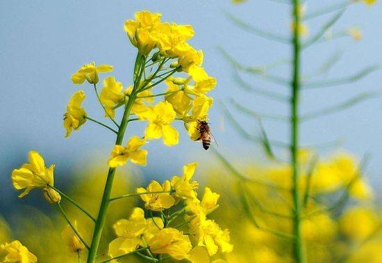        2014�����Ͳ˻���Ӱ����