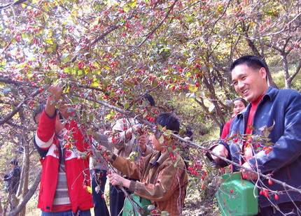 ��ƺɽ����